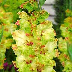 Гладиолус Киев крупноцветковый 1 шт.    12/14